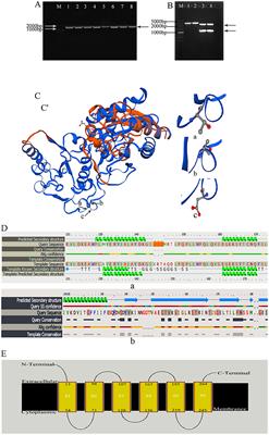 Construction of the waaF Subunit and DNA Vaccine Against Escherichia coli in Cow Mastitis and Preliminary Study on Their Immunogenicity